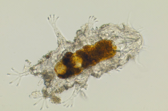 [ Halechiniscus von der kroatischen Insel Krapanj ]