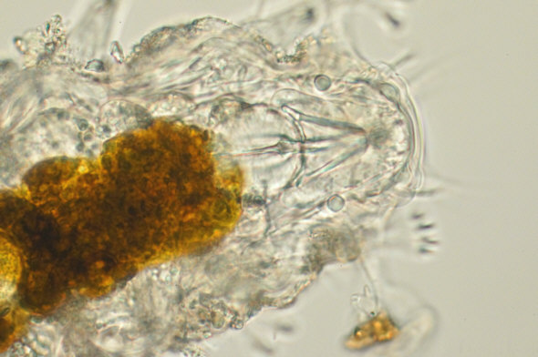 [ Halechiniscus von der kroatischen Insel Krapanj ]