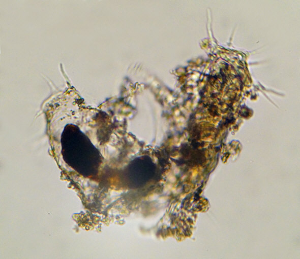 [ Halechiniscus von der kroatischen Insel Krapanj ]