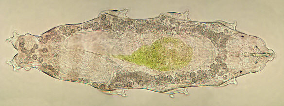 [ Tardigrade; asphyctic state ]