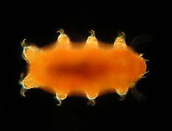 [ Tardigrade; asphyctic state ]