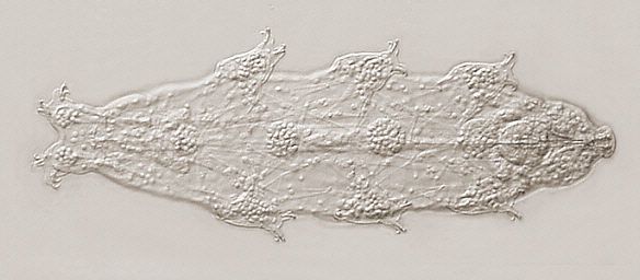 [ Tardigrade; asphyctic state ]