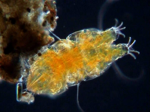 [ Tardigrades, tardigrade ]