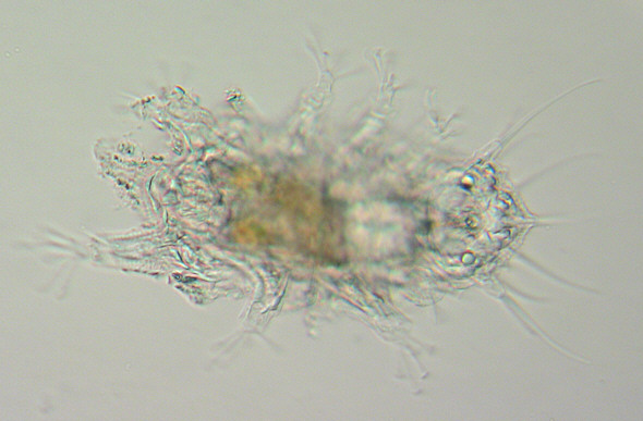 [ Batillipes tardigrade from Thailand ]