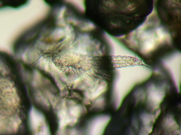 [ sand grain search 1 ]