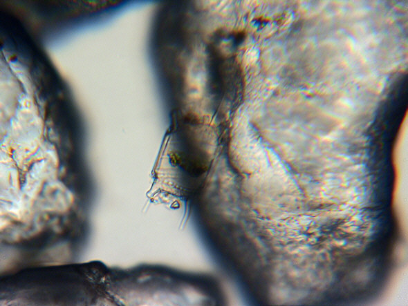 [ sand grain search 2 ]