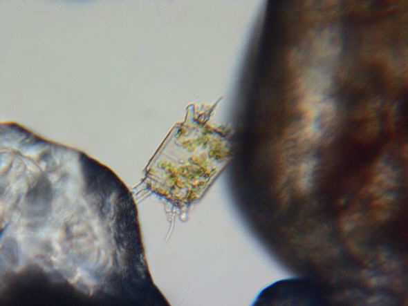 [ sand grain search 3 ]