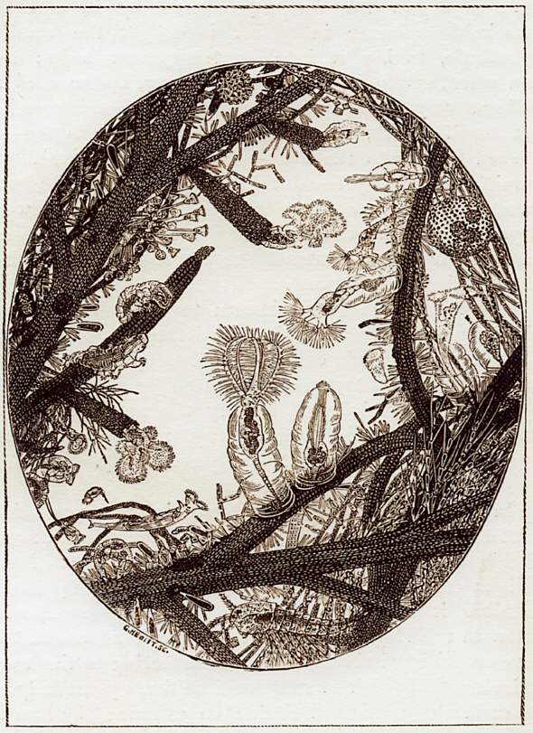 [ Pond life; unnknown artist ]