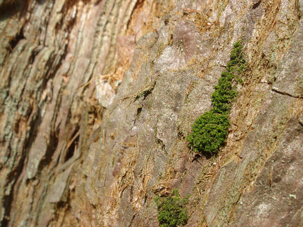 [ Moos auf einem Mammutbaum ]