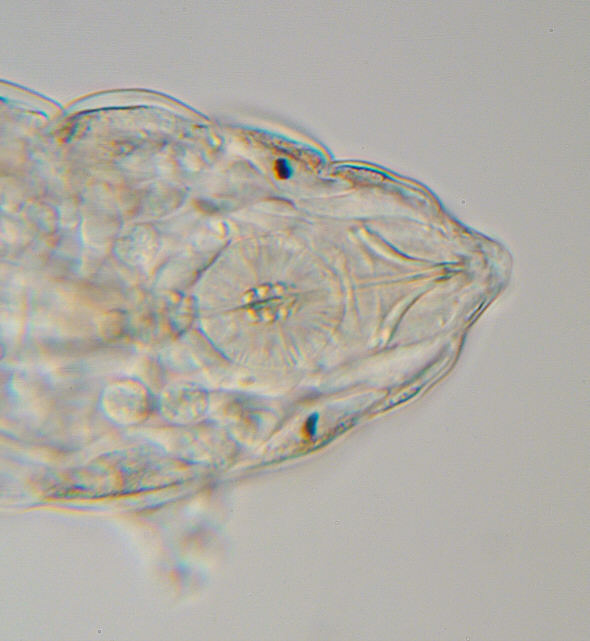 [ B&auml;rtierchen von einem Mammutbaum, Kopfregion ]