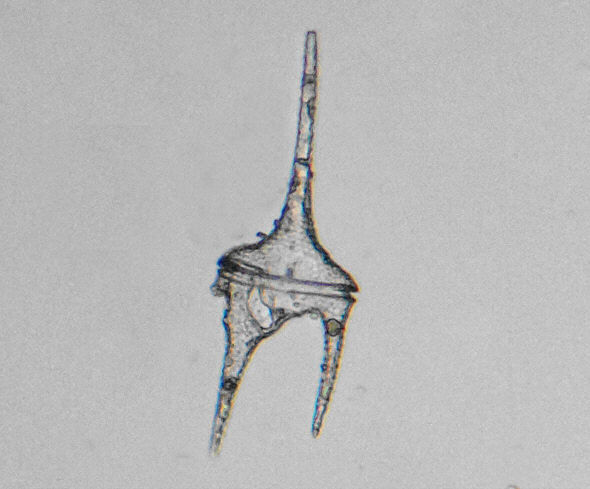 [ Krka National Park, Croatia, Ceratium sp. ]