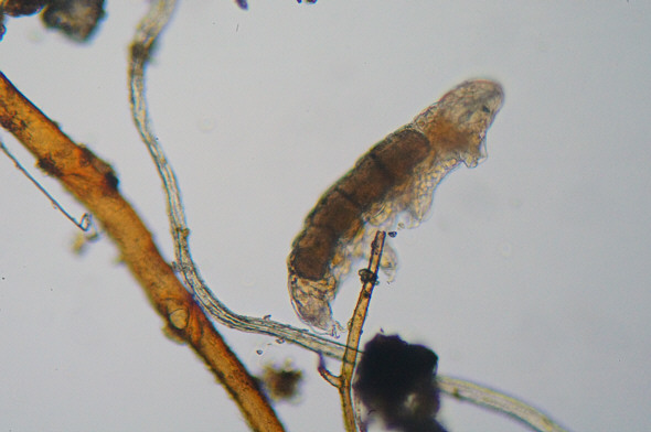 [ Krka National Park, Croatia, Eutardigrade ]