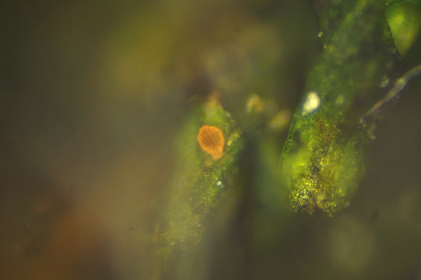 [ Rotifer dry state in blue LED light ]