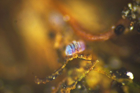 [ Echiniscus dry state in blue LED light ]