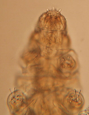 [ Tardigrades, images, mouth region of Milnesium tardigradum ]