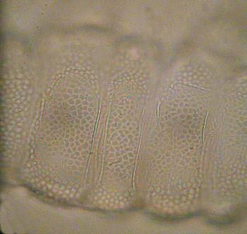 [ Cuticula of the tardigrade Ramazzottius oberhaeuseri ]