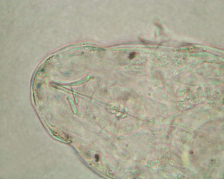 [ Tardigrade (phylum tardigrada) with broken stylet ]