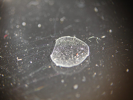 [ Anhydrobiose der B&auml;rtierchen (4) ]