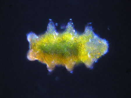 [ Anhydrobiose der B&auml;rtierchen (1) ]