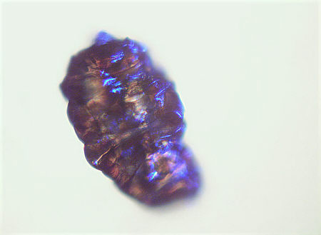 [ Anhydrobiose der B&auml;rtierchen (5) ]