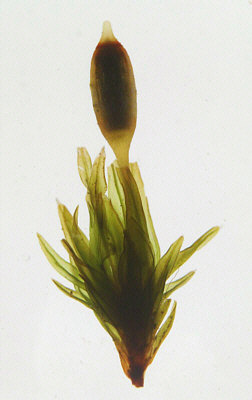 [ moss at a historical cement wall close to ariver ]