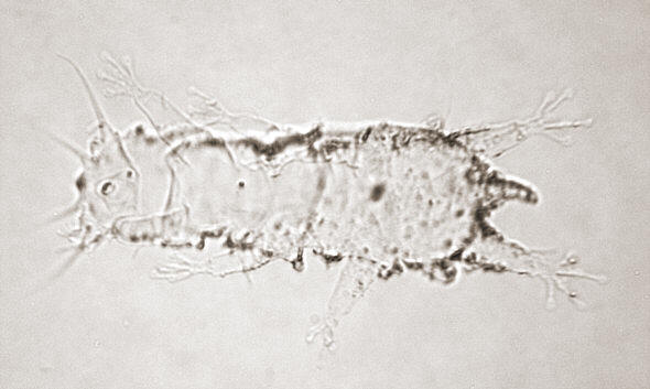 [ Cuticula of a Thai tardigrade ]