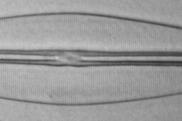 [ Testdiatomee Frustulia rhomboides, mit TWX-1 Ölimmersionsobjektiv betrachtet ]
