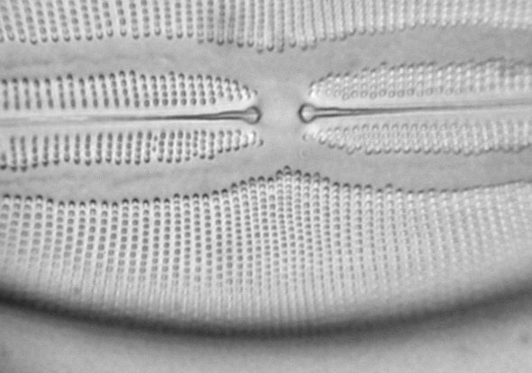 [ Testdiatomee Navicula lyra, mit TWX-1 Ölimmersionsobjektiv betrachtet ]