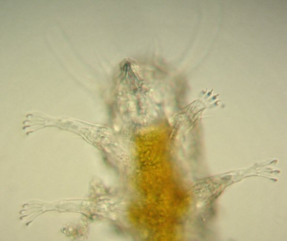 [ B&auml;rtierchen aus Kroatien ]