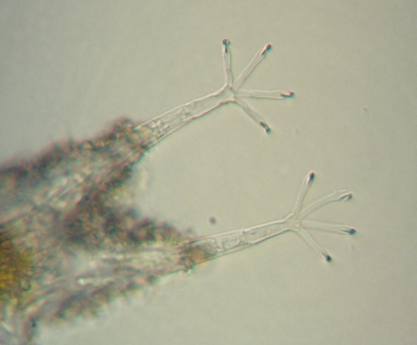 [ B&auml;rtierchen aus Kroatien ]