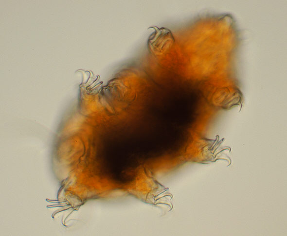 [ Krka National Park, Croatia, Echiniscus sp. tardigrade 2 ]