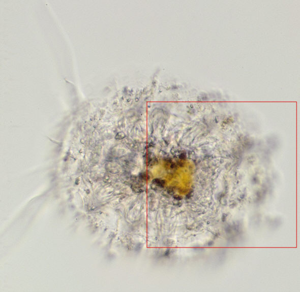 [ Florarctus male, total view ]