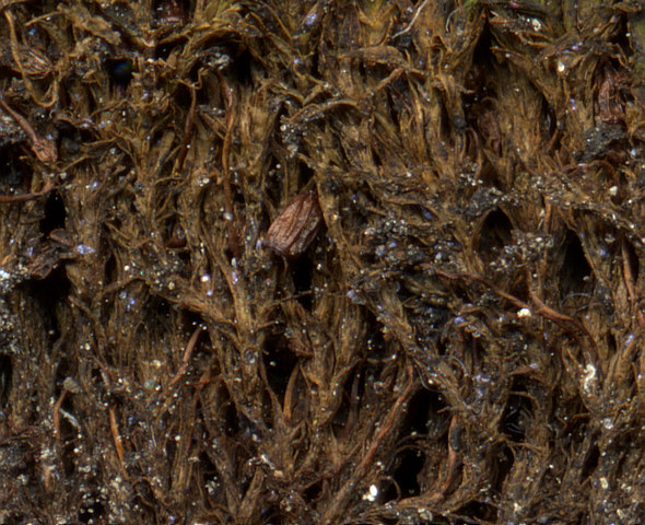 [ Moospolster-Bruchfl&auml;che, Detail  ]