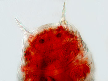 tardigrades tardigrada b&auml;rtierchen detail echiniscus