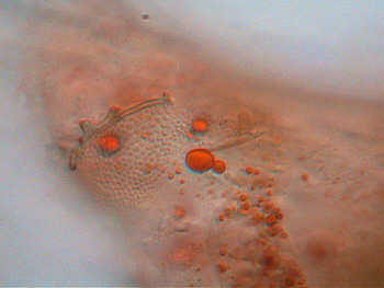 [senior water bear, detail]