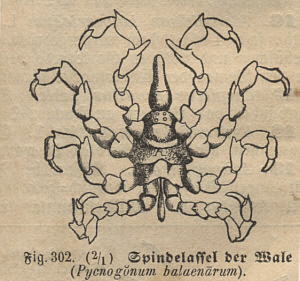 [ Asselspinne; aus dem 