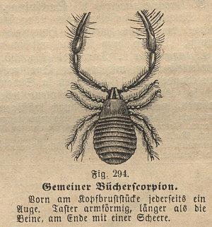 [ B&auml;rtierchen-Verwandter? ]