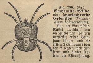 [ B&auml;rtierchen-Verwandter? ]