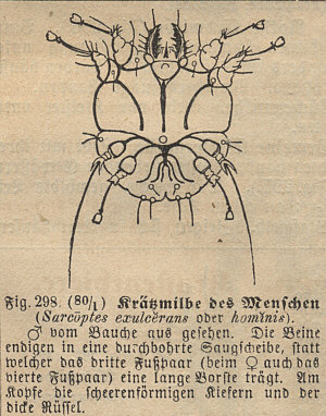 [ B&auml;rtierchen-Verwandter? ]
