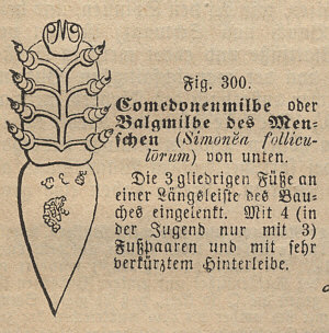 [ B&auml;rtierchen-Verwandter? ]
