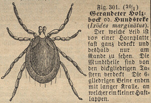 [ B&auml;rtierchen-Verwandter? ]
