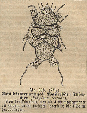 [ Wasserb&auml;ren-Thierchen, aus dem 