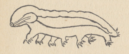 [ tardigrade illustration copy, (B.Schulz, 1955)]