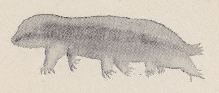 [ tardigrade illustration copy (G.C. Whipple, 1899)]