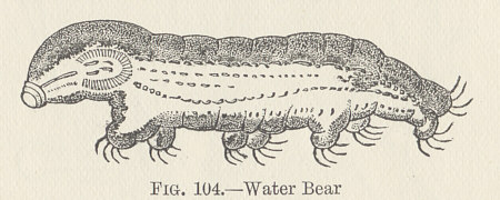 [ tardigrade illustration copy (L. Wright, 1895)]