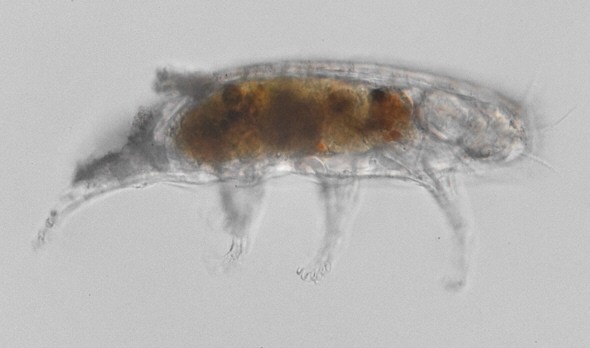 [ Halechiniscus moulting ]