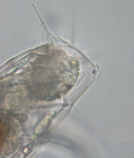 [ Halechiniscus moulting ]
