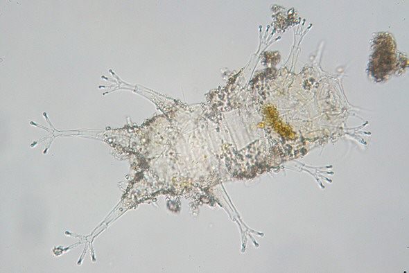 [ Halechiniscus cuticula ]