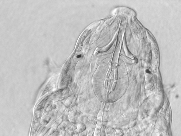 [ B&auml;rtierchenstilette: Macrobiotus hufelandi ]