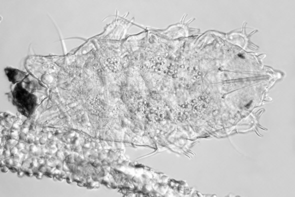 [ B&auml;rtierchenstilette: Echiniscus sp. ]